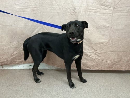 EMBER - Labrador Retriever available for adoption