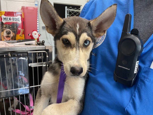 ASLAUG - Siberian Husky / German Shepherd Dog available for adoption