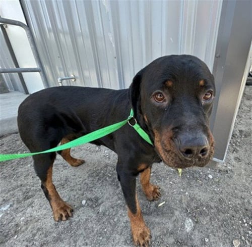 ANDRES - Rottweiler available for adoption