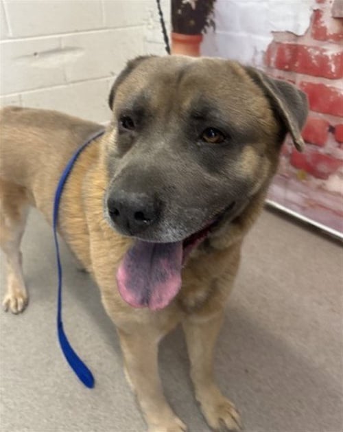 ALEXANDER - German Shepherd Dog / Chow Chow available for adoption