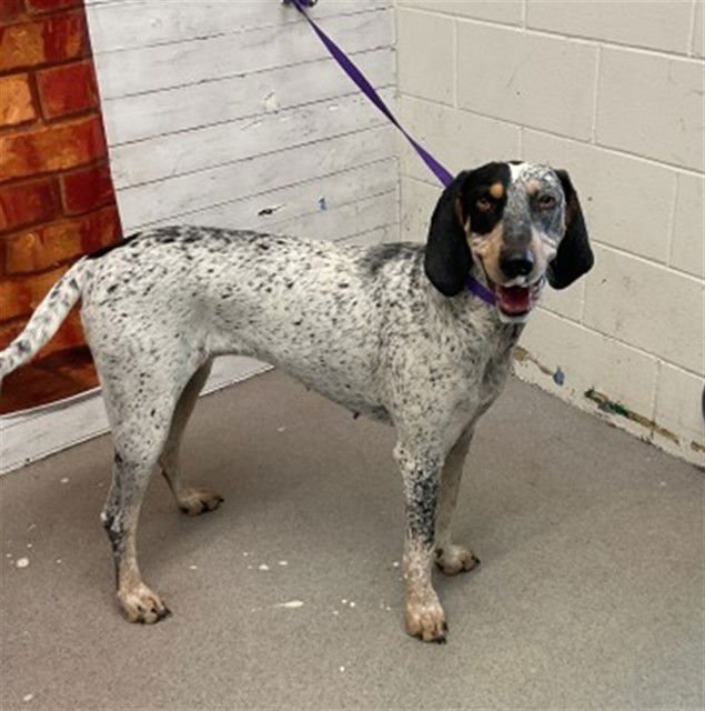 AVA - Bluetick Coonhound available for adoption