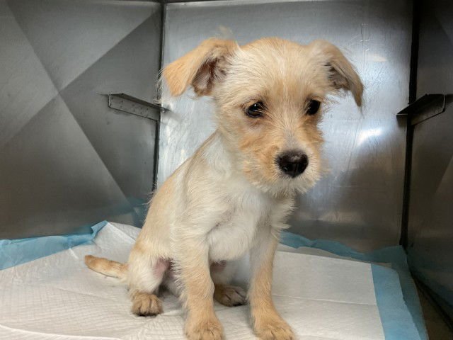 CREMELLO - Terrier available for adoption