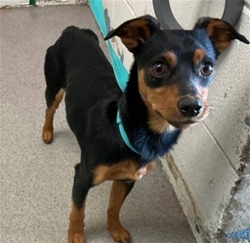 ACE - Miniature Pinscher available for adoption