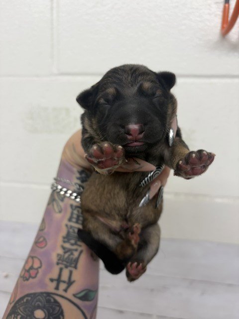 A597003 - German Shepherd Dog available for adoption