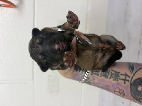 A597003 - German Shepherd Dog available for adoption