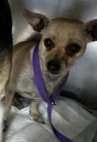 SOLAVINA - Chihuahua available for adoption