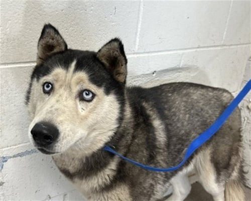 HARLEY - Siberian Husky available for adoption
