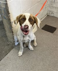 BUDDY - Photo 1