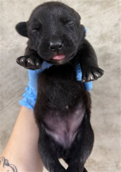 MUFFIN - Labrador Retriever available for adoption