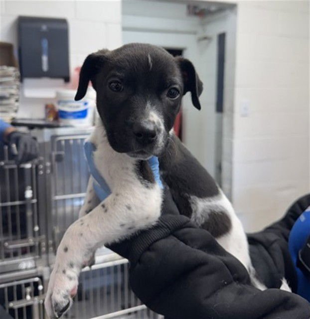 BONNIE - Pointer available for adoption