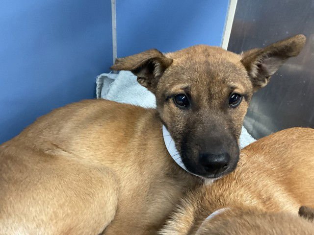 BIRDIE - Belgian Shepherd Malinois available for adoption