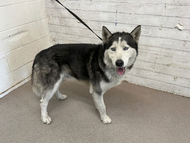 APOLLO - Siberian Husky available for adoption
