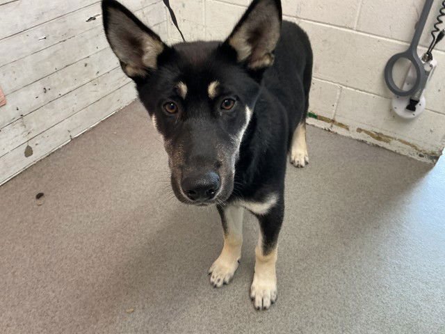 WINSTON - German Shepherd Dog available for adoption