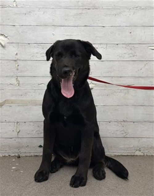 RIPLEY - Labrador Retriever available for adoption