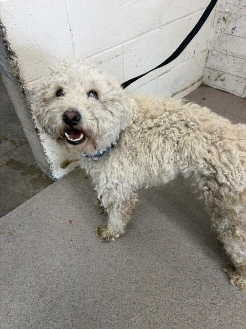 KYE - Poodle (Standard) available for adoption