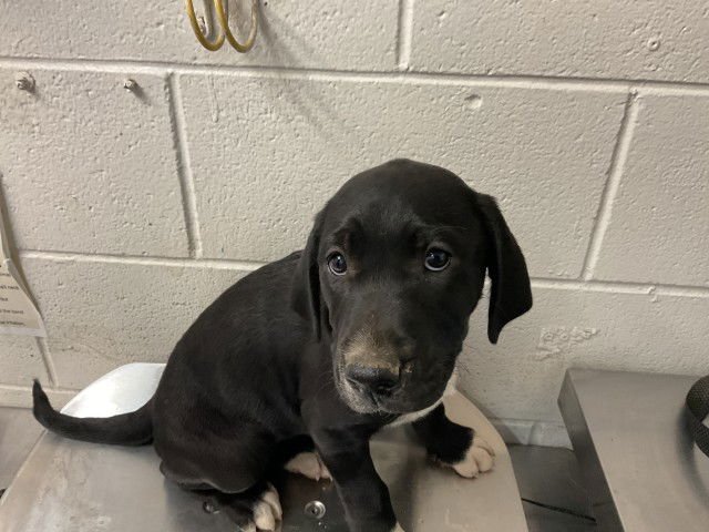 GENIE - Pit Bull Terrier available for adoption