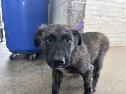 MARCUS - German Shepherd Dog available for adoption