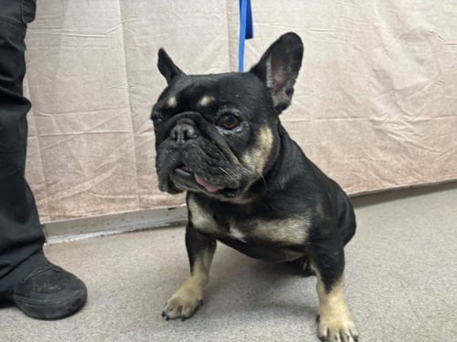 OSO - French Bulldog available for adoption
