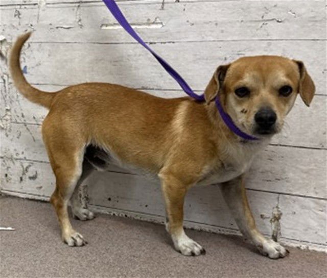 TATE - Chihuahua available for adoption