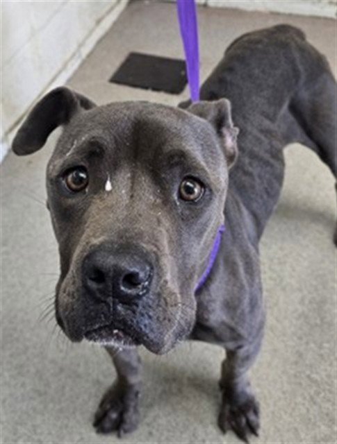 YESENIA - Pit Bull Terrier available for adoption