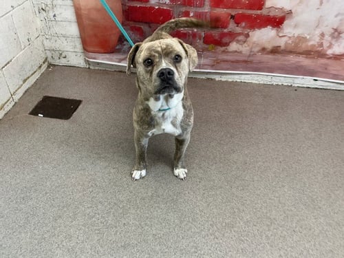 JEAN-RALPHIO - Pit Bull Terrier available for adoption