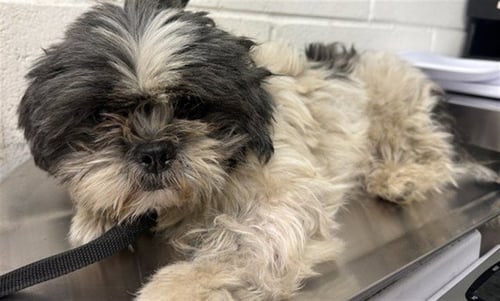 TOSHI - Shih Tzu available for adoption