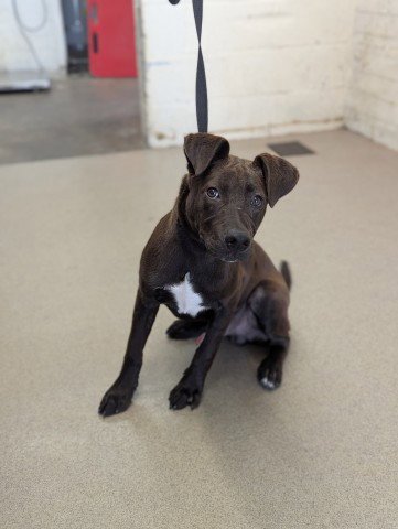 GUMBO - Labrador Retriever / Pit Bull Terrier available for adoption