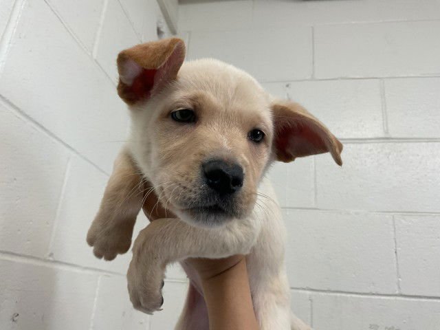 MOONSTONE - German Shepherd Dog available for adoption