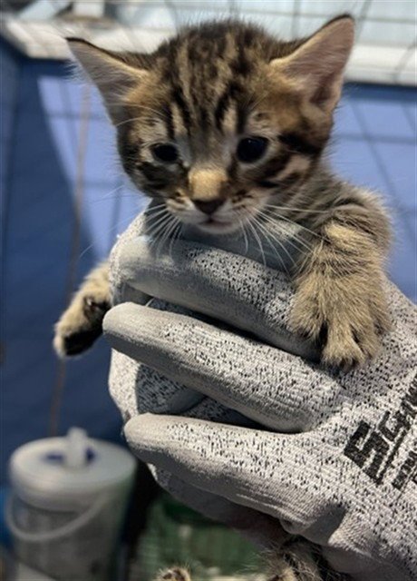 PEPPERONI - Domestic Short Hair available for adoption