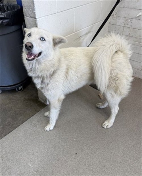 DUKE - Siberian Husky available for adoption