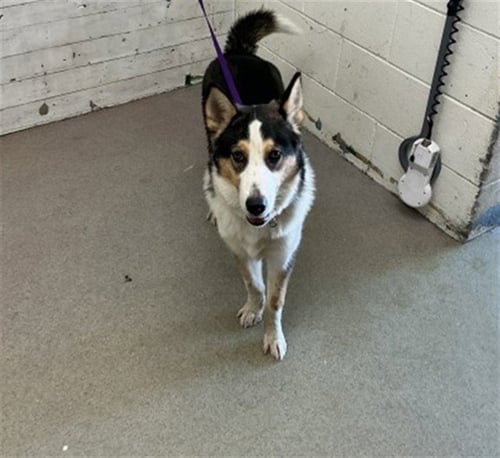 MORTY - Siberian Husky / German Shepherd Dog available for adoption