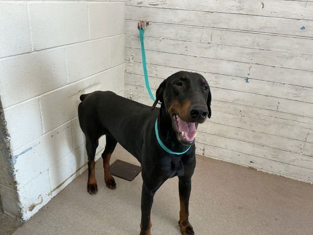 DAPHNE - Doberman Pinscher available for adoption