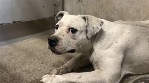 BUBBLES - Pit Bull Terrier available for adoption