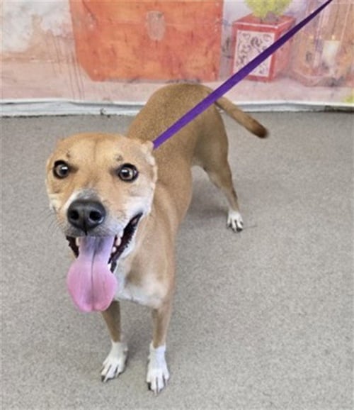DERBY - German Shepherd Dog available for adoption