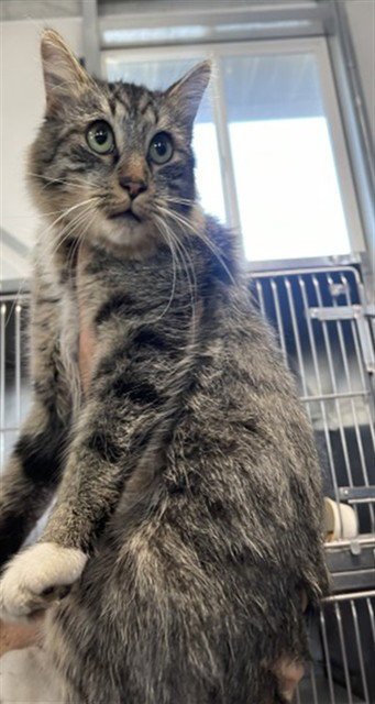 THUNDER - Domestic Long Hair available for adoption