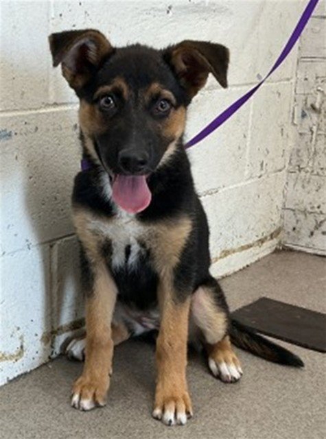 GIGI - German Shepherd Dog available for adoption