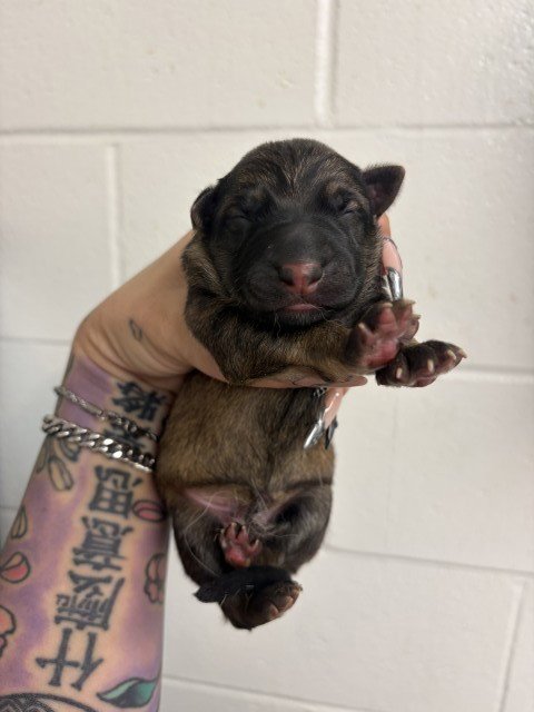 A597007 - German Shepherd Dog available for adoption