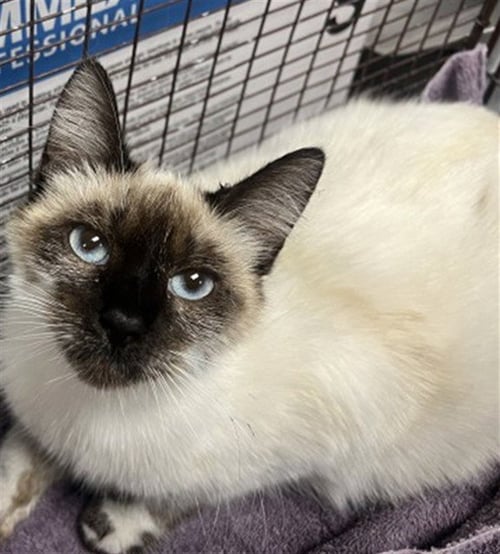 EOS - Domestic Short Hair available for adoption