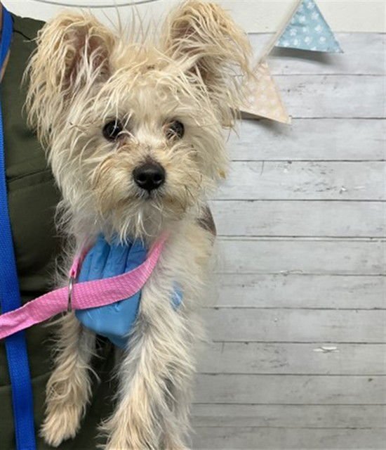 YOGI BEAR - Terrier available for adoption