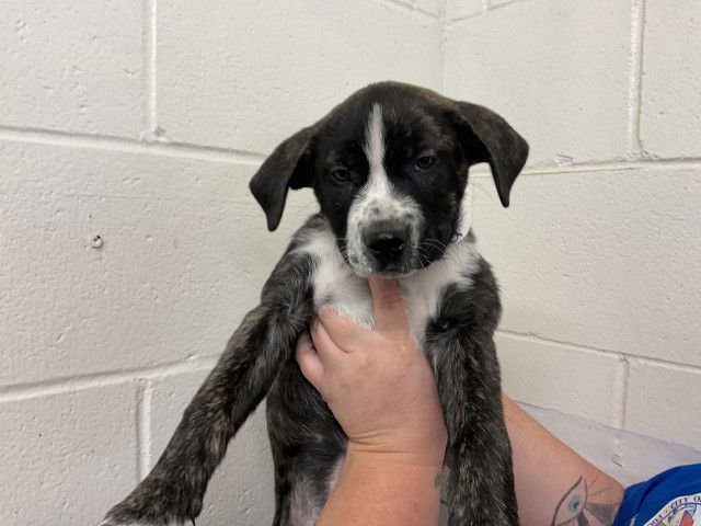 BLUEBERRY - American Bulldog available for adoption