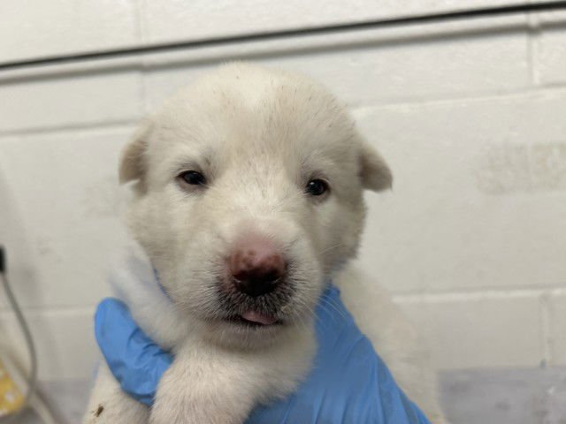 POE - German Shepherd Dog available for adoption