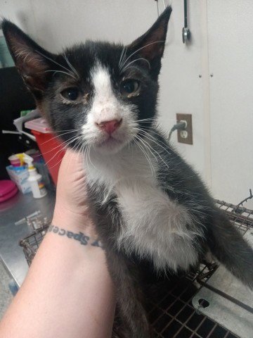 ELI - Domestic Short Hair available for adoption