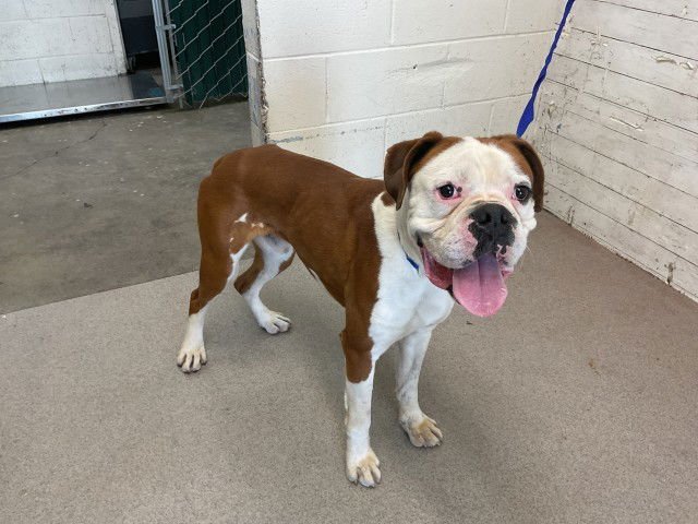 CASH - Boxer available for adoption