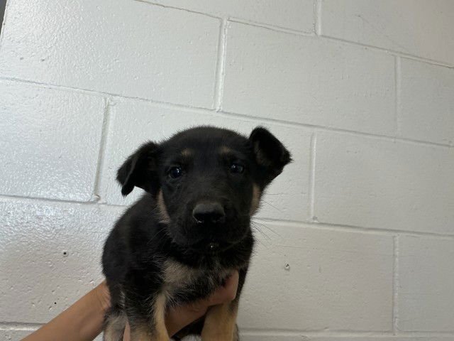 WALNUT - German Shepherd Dog available for adoption