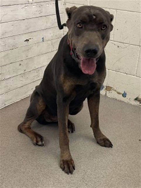 MOON - Doberman Pinscher available for adoption