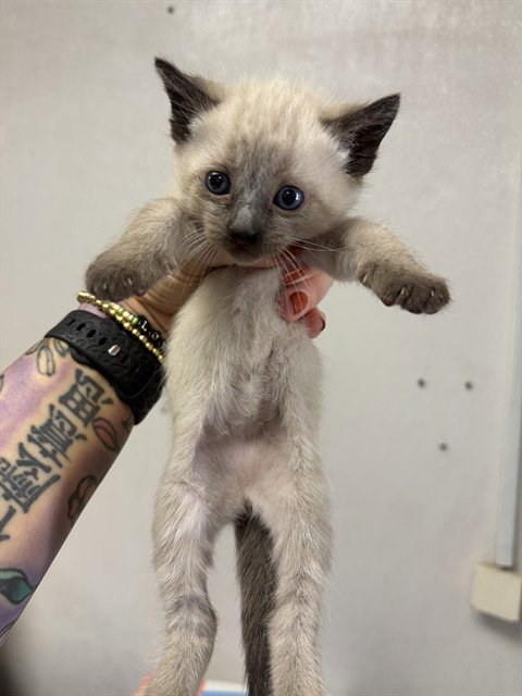 BONBON - Siamese available for adoption