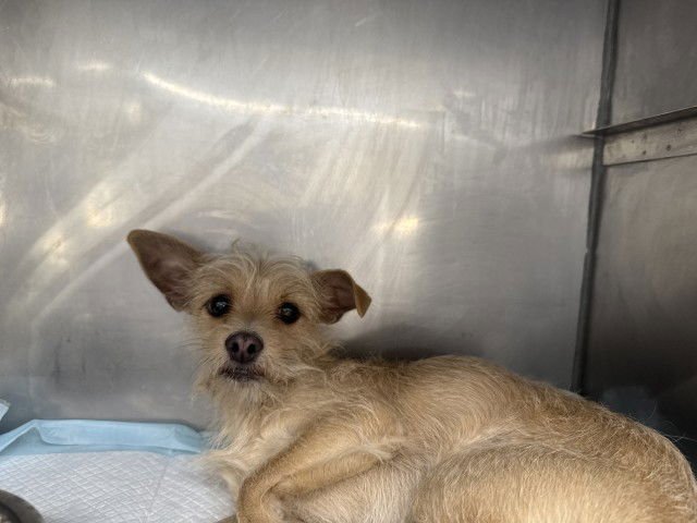 ROSS - Chihuahua available for adoption