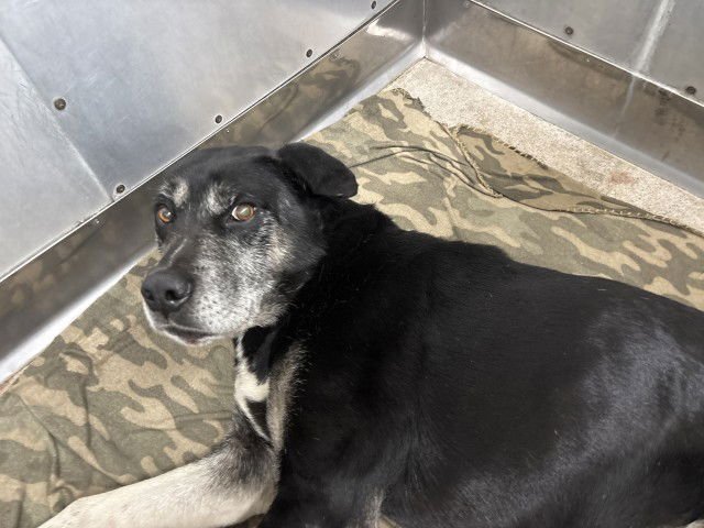 MIGUEL - German Shepherd Dog available for adoption