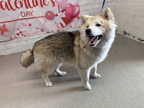 MATCHA - Siberian Husky available for adoption