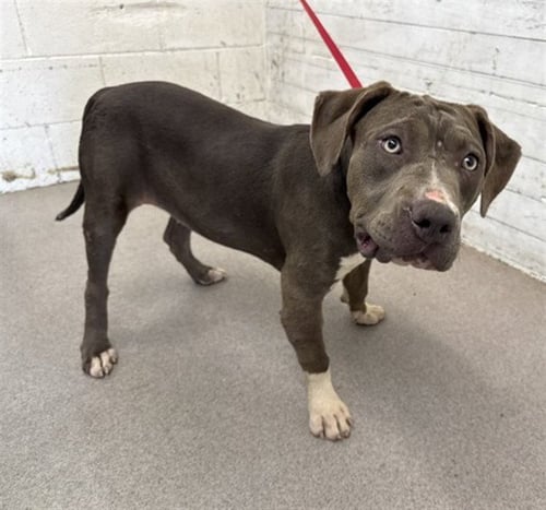 BRIE - Pit Bull Terrier available for adoption